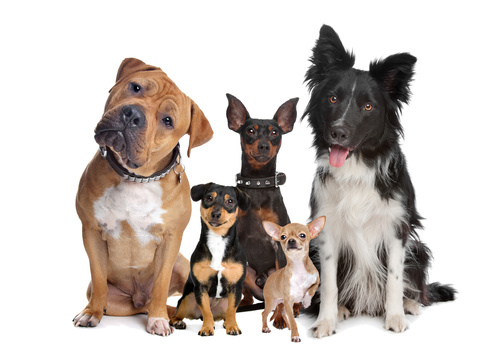 Homeowners Insurance & Pet-Caused Damage