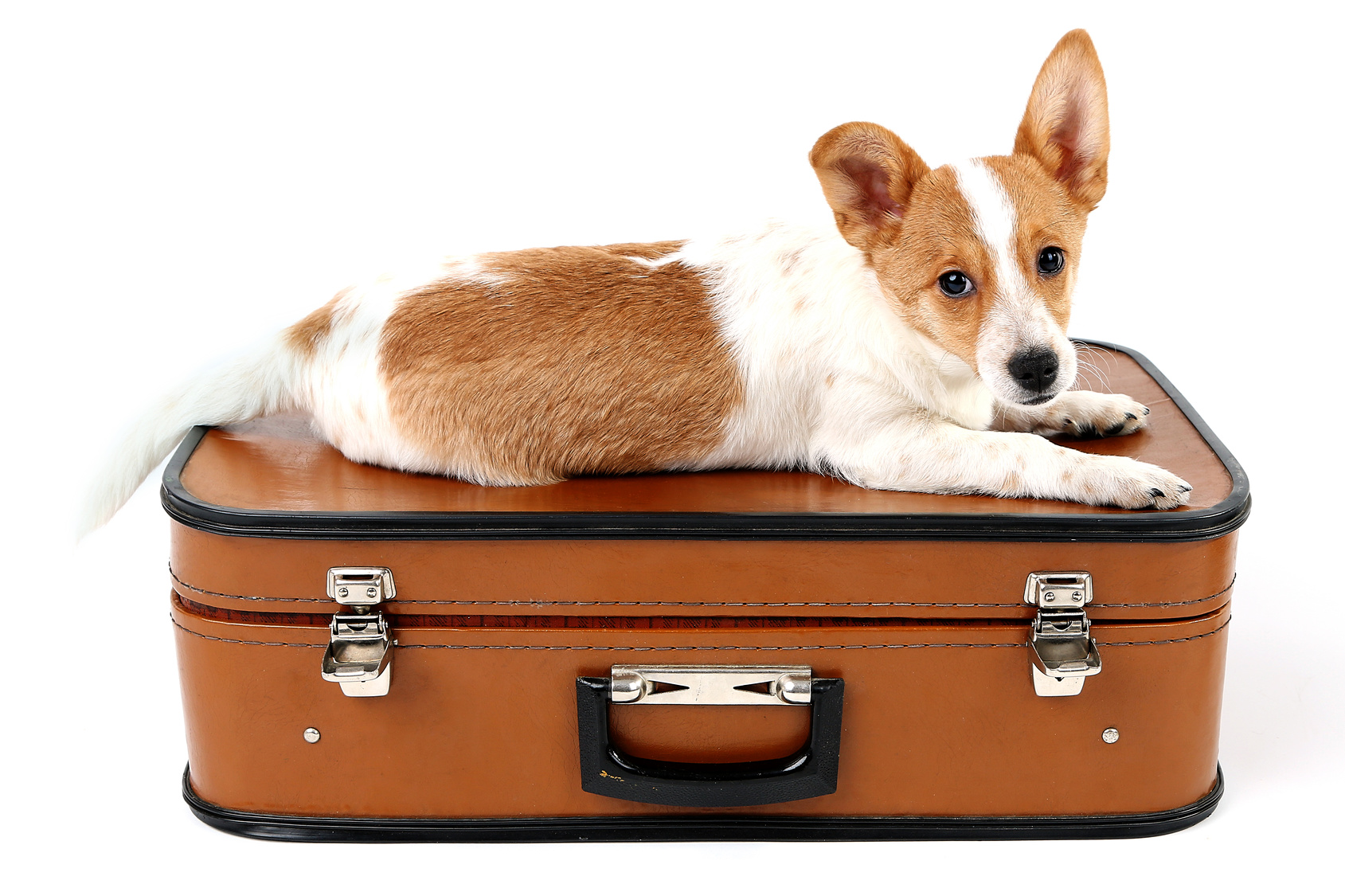 Tips For Safely Traveling With Pets