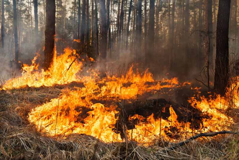 Check Out These Emergency Preparedness Tips For Wildfires To Ensure You Stay Safe This Wildfire Season