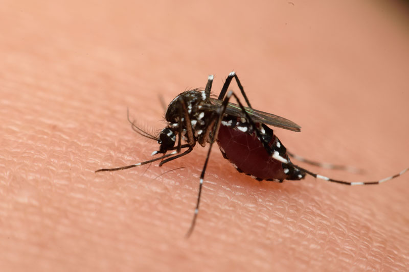 Use These Mosquito Bite Prevention Tips to Stay Safe and Healthy