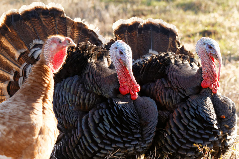 Holiday Trivia: Check Out These Thanksgiving Fun Facts to Spice Up Your Holiday