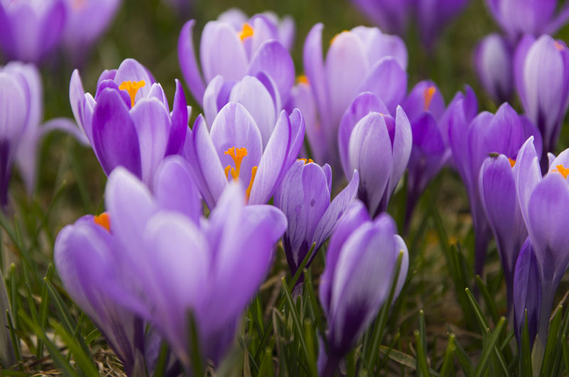 Springtime Gardening Tips to Get Your Home Ready for the New Season