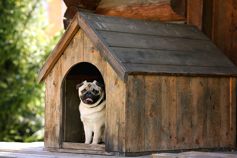 Keeping Your Pets Safe During an Emergency Situation
