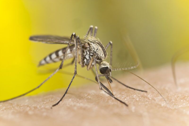 How to Protect Your Home from Common Pests
