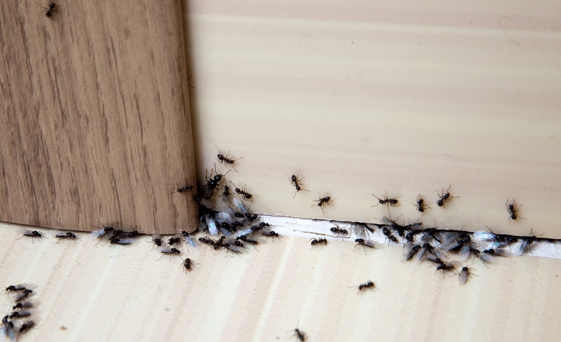 How to Protect Your Home from Common Pests